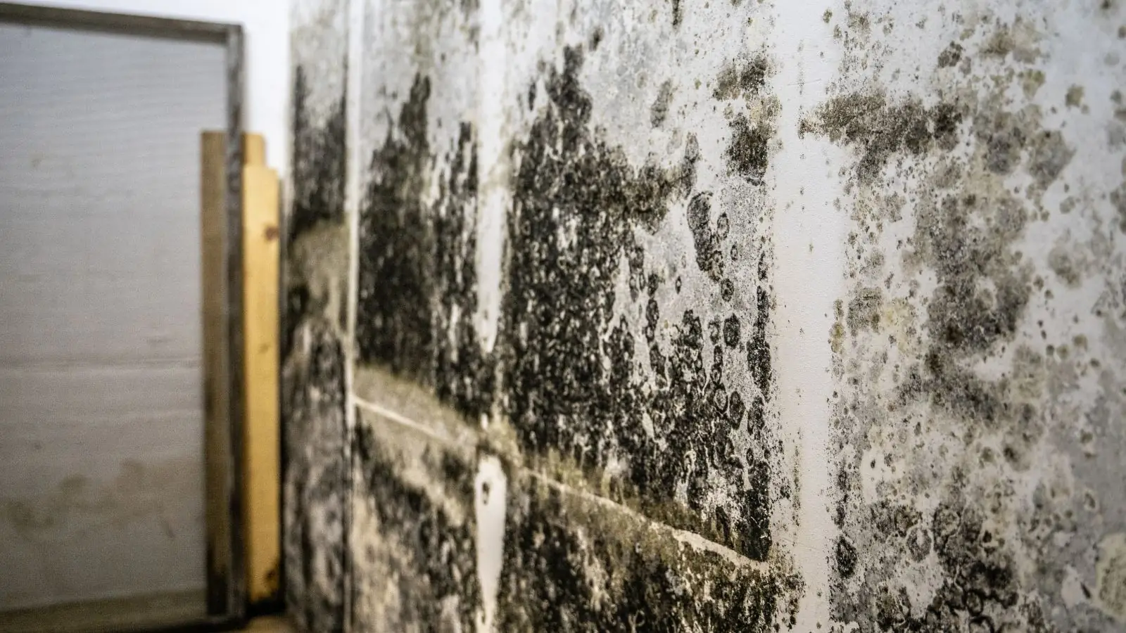 Dark mold covering a basement wall