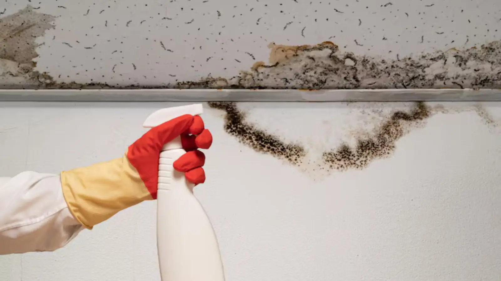 Black mold growing along the top of a wall below a ceiling line